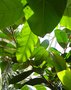 vignette Ficus ferruginea