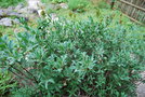 vignette Sibiraea altaiensis var. croatica