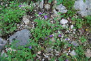 vignette Acinos alpinus ssp. alpinus