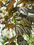 vignette Passiflora trifasciata