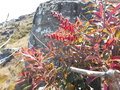 vignette Agarista salicifolia, Madagascar