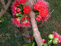 vignette Myrtaceae - Syzygium malaccense - Pomme d'eau