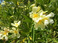 vignette Nerium oleander b