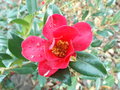 vignette Camellia 'Crimson King''