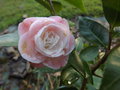 vignette Camellia 'Sweet Jane'
