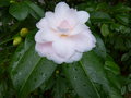 vignette Camellia japonica Cherryl Lynn gros plan au 03 02 17