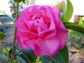 vignette Camellia williamsii Debbie gros plan au 01 02 17