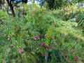 vignette Grevillea rosmarinifolia jenkinsii immense et itrès fleuri au 01 02 17 17