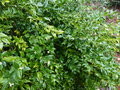 vignette Sarcococca ruscifolia très parfumé au 03 02 17