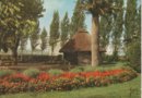 vignette Carte postale ancienne - Lorient, Les Jubaea chilensis au jardin du Faouedic