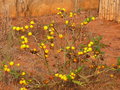 vignette Solanum sodomaeum, Cameroun