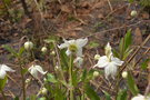 vignette Clematopsis scabiosaefolia, Cameroun