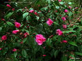 vignette Camélia ' CRIMSON CANDLES ' camellia hybride ( fraterna x reticulata )