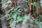 vignette Philodendron erubescens
