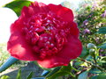 vignette Camellia japonica Bob's tinsie gros plan au 17 02 17