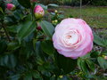 vignette Camellia japonica Desire au 21 02 17