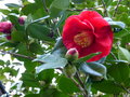 vignette Camellia japonica Grand Prix premières fleurs au 21 02 17