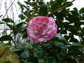 vignette Camellia japonica Margaret Davis autre gros plan au 21 02 17