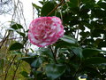vignette Camellia japonica Margaret Davis gros plan au 21 02 17