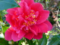 vignette Camellia japonica Mark Alan autre gros plan au 17 02 17