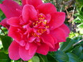 vignette Camellia japonica Mark Alan gros plan au 17 02 17