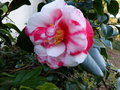 vignette Camellia japonica R.L.Wheeler variegated gros plan au 14 02 17