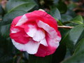 vignette Camellia japonica R.L.Wheeler variegated gros plan au 13 02 17