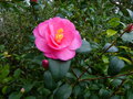 vignette Camellia williamsii Barbara Clark gros plan au 21 02 17