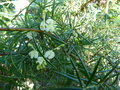vignette Grevillea gracilis alba au 17 02 17