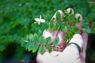 vignette Begonia foliosa var. miniata