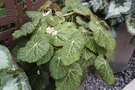 vignette Begonia gehrtii