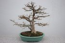 vignette Acer palmatum ssp. matsumurae de 40 ans