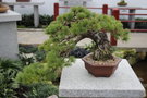 vignette Pinus parviflora de 35 ans