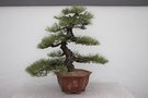 vignette Pinus thunbergii var. corticosa de 55 ans