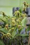 vignette Dendrobium alexandrae 'Jardin Botanique de Montral'