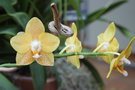 vignette Phalaenopsis  identifier