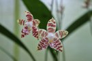 vignette Phalaenopsis amboinensis