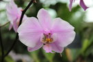 vignette Phalaenopsis schilleriana var. purpurea