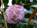 vignette Camellia japonica Margaret Davis gros plan au 23 02 17
