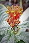 vignette Scutellaria costaricana