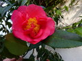 vignette Camellia Francie L premières fleurs au 25 02 17