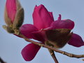 vignette Magnolia Vulcan premires fleurs autre gros plan au 25 02 17