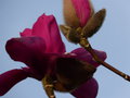 vignette Magnolia Vulcan premières fleurs au 25 02 17