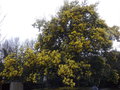 vignette Mimosa (Acacia dealbata)