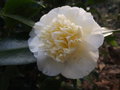 vignette Camellia 'Brusfield's yellow'