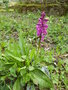 vignette orchis mascula/orchis mle