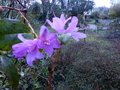 vignette Rhododendron praecox au 27 02 17