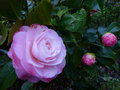 vignette Camellia japonica Desire gros plan au 27 02 17