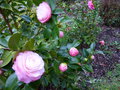 vignette Camellia japonica Desire au 27 02 17