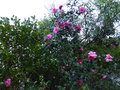 vignette Camellia williamsii Brigadoon très imposant au 27 02 17
